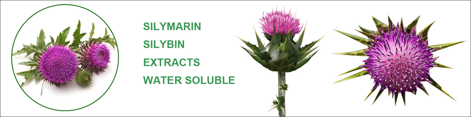 Silymarin Extract Powder