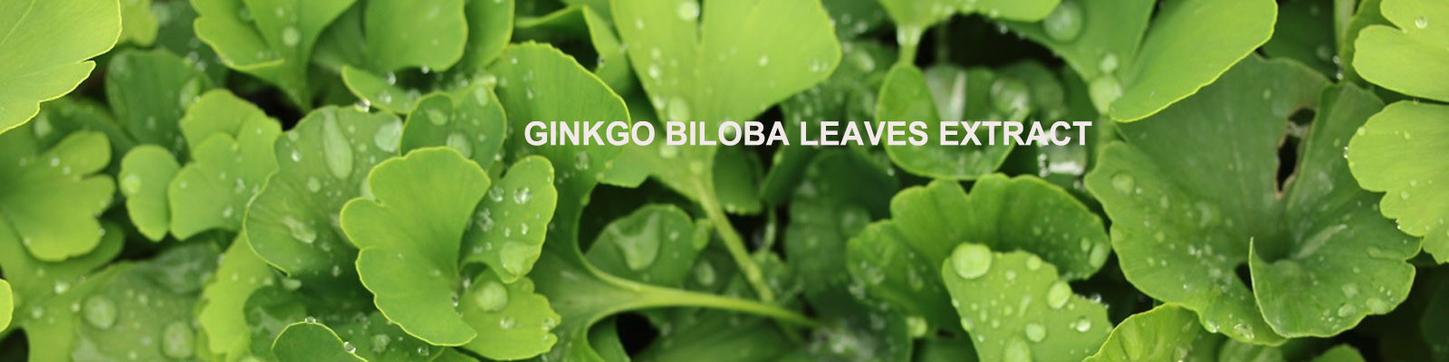 Ginkgo Biloba Extract Powder