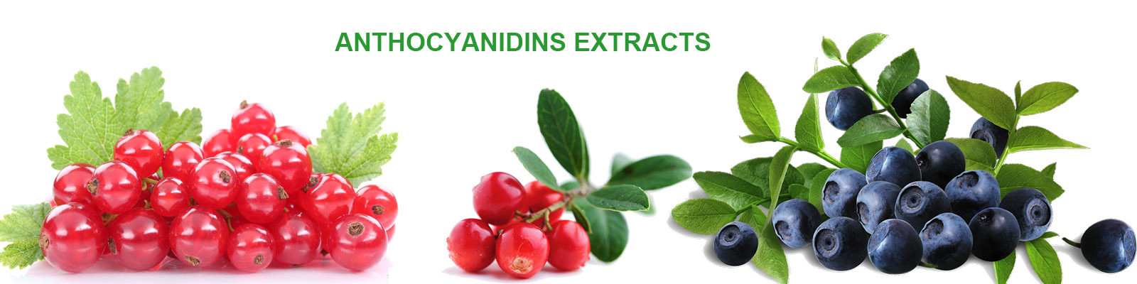 Anthocyanin Extract Powder