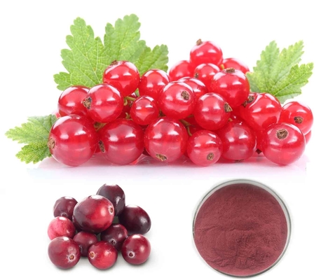 50% Proanthocyanidins by UV Method extracted from Cranberry