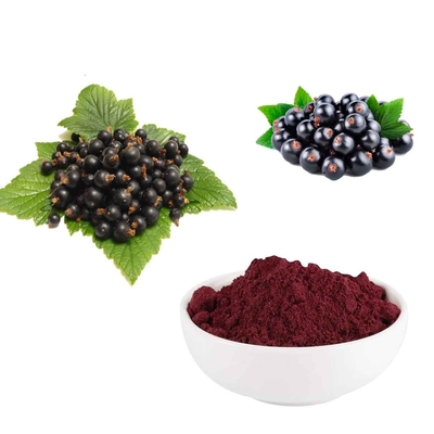 25% Anthocyanidins extract Powder from Black Currant Fresh Fruit