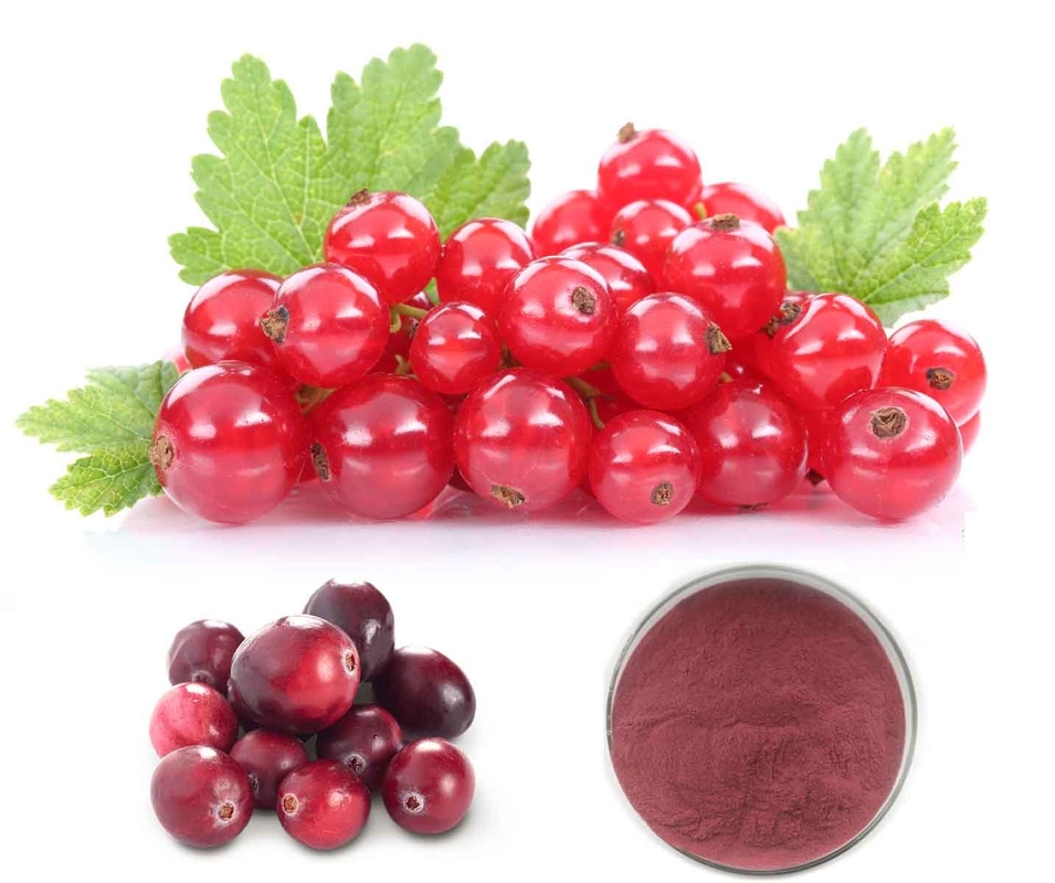 50% Proanthocyanidins by UV Method extracted from Cranberry